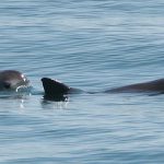 Quedan menos de 30 ejemplares de la vaquita marina en libertad