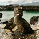 El cormorán de las Galápagos dejó de volar por una malformación genética, que también afecta a los humanos