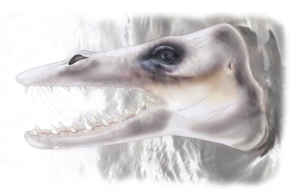 Ilustración de un antepasado de las ballenas cuando eran anfibios- MJ Orliac, basado en la reconstrucción del cráneo dibujado por Roisin Mourlam