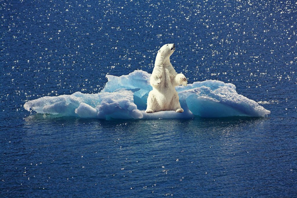 Oso polar sobre un pedazo de hielo- Pixabay