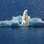 Los osos polares hoy están menos contaminados de mercurio