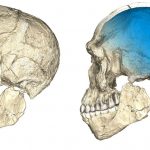 El homo sapiens pudo haber aparecido hace 300,000 años; 100,000 antes de lo considerado