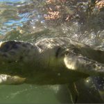 Estudiar a la tortuga marina para protegerla ante contigencias por hidrocarburos