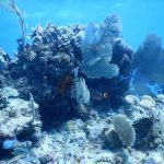 Mahaual, el arrecife más pristino del Caribe, colapsó al perder 43 hectáreas