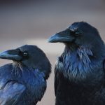 Los cuervos son capaces de planificar sus acciones (VIDEO)