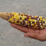 La maravillosa mutación del maíz mexicano: Obtener dos o más plantas de una semilla