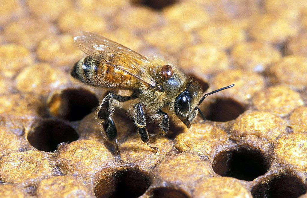 abeja adulta con un ácaro varroa sobre el torax (stephen ausmus)