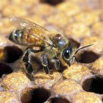 La miel de abejas sin aguijón tiene proteínas capaces de destruir bacterias que los antibióticos comunes no pueden combatir