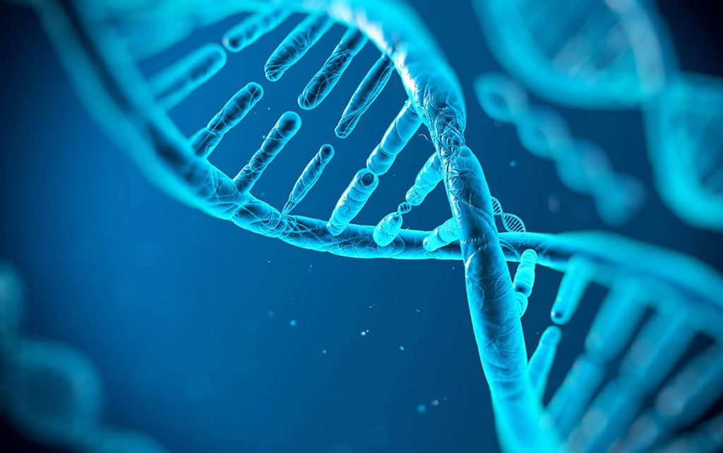 Los errores introducidos por el 'corrector del ADN' son una importante causa de cáncer