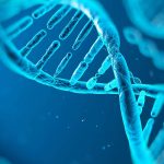 Los errores introducidos por el ‘corrector del ADN’ son una importante causa de cáncer