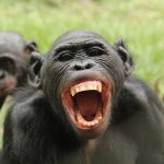 El efecto ‘Brad Pitt’ de los machos bonobo