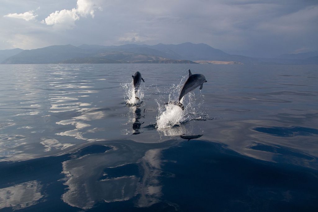 Delfines listados en aguas mediterráneas / OceanCare