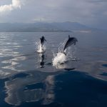 Los delfines se adaptan a la sobrepesca y cambian de dieta