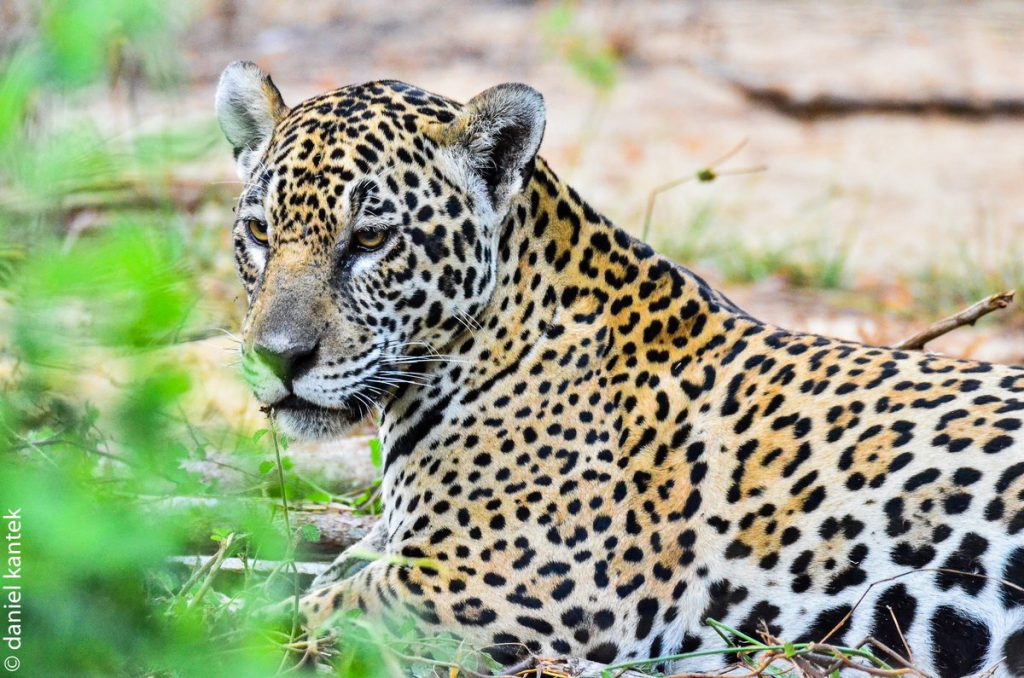 Jaguar salvaje en Pantanal (Brasil). / Daniel Kantek