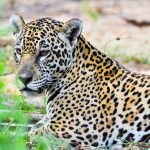 El genoma del jaguar dilucida la historia evolutiva de los grandes felinos
