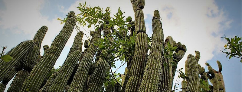 El Santuario de los Cactus, 20 años de servicios