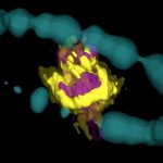 Mapean en 3D el núcleo de una supernova