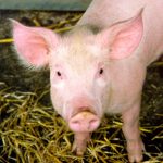 Eliminan retrovirus en cerdos vivos utilizando la edición genética con CRISPR