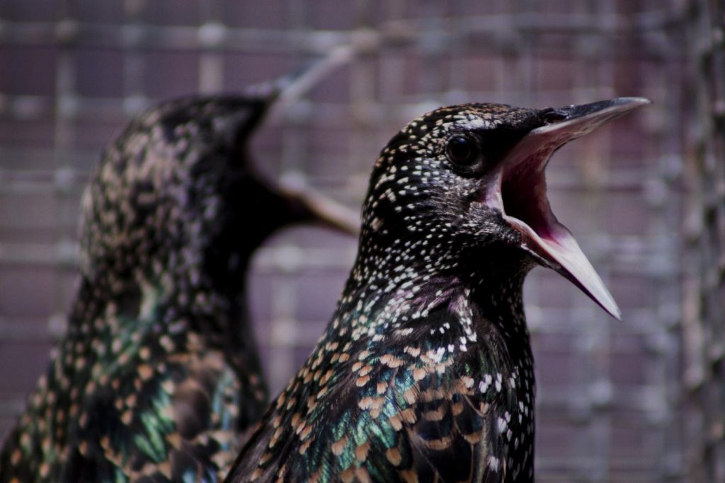 Mudar el plumaje puede ayudar a los pájaros a lidiar con los contaminantes ambientales- Margaret Whitney