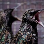 Dos especies de ave que se quitan la contaminación