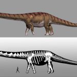 El dinosaurio más grande ya tiene nombre. Media 40 metros de largo y pesaba 69 toneladas
