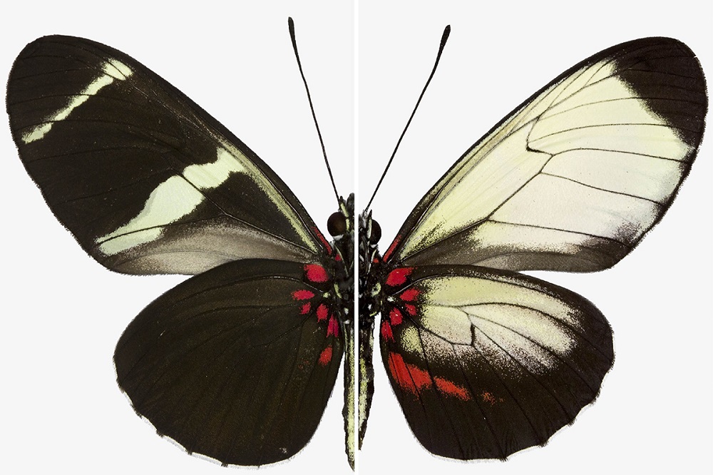 Comparativo de mariposa orginal y modificada genéticamente- Richard Wallbank, Smithsonian Institution and University of Cambridge