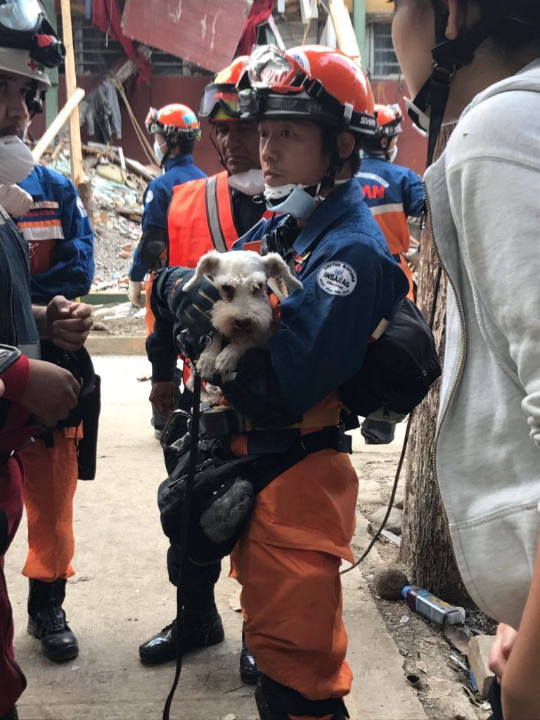 Rescate de un perro después del sismo del 19 de septiembre de 2017, por las brigadas de Japón- Embajada de Japón en México