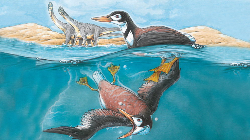 Los Neornithes, aves modernas que sobrevivieron la extinción de los dinosaurios- Gabriel Lio, MCN-CONICET