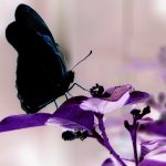 Las mariposas negras indican a los científicos como mejorar las celdas solares