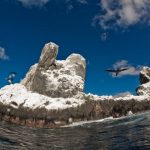 Revillagigedo será el Parque Nacional Marino de «no pesca» más grande de Norteamérica