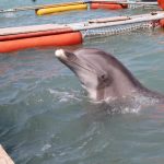 Cuatro delfines para rescatar a la vaquita marina
