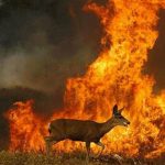 Los incendios de Galicia también arrasan con especies en peligro de extinción