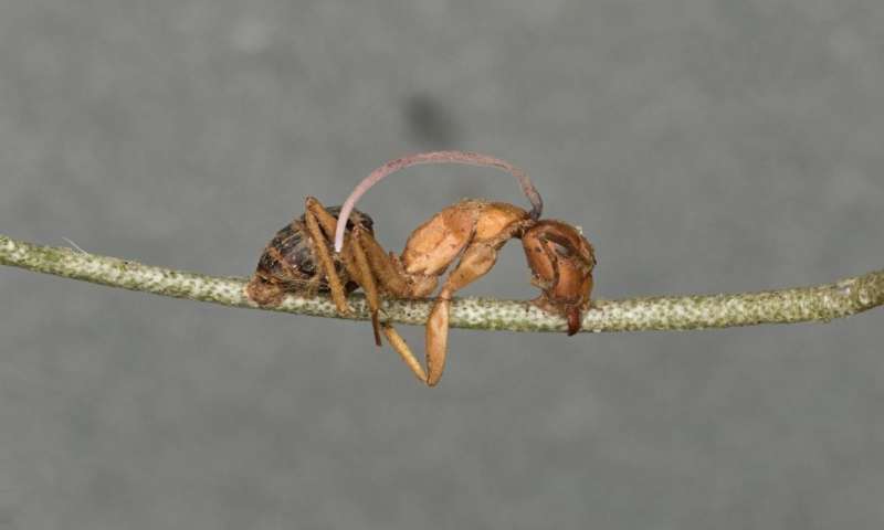 Hormiga muerta por el hongo que las convierte en zombi. Una vez muerta, sale un tallo del hongo de su cabeza- Brianna Santamaria