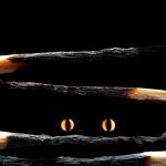 Ojos de gato, fotografía de Stanislav Aristov