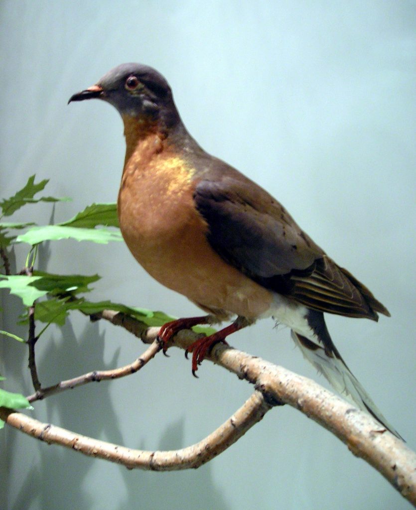 Paloma pasajera disecada- Bird Gallery, Royal Ontario Museum, Toronto