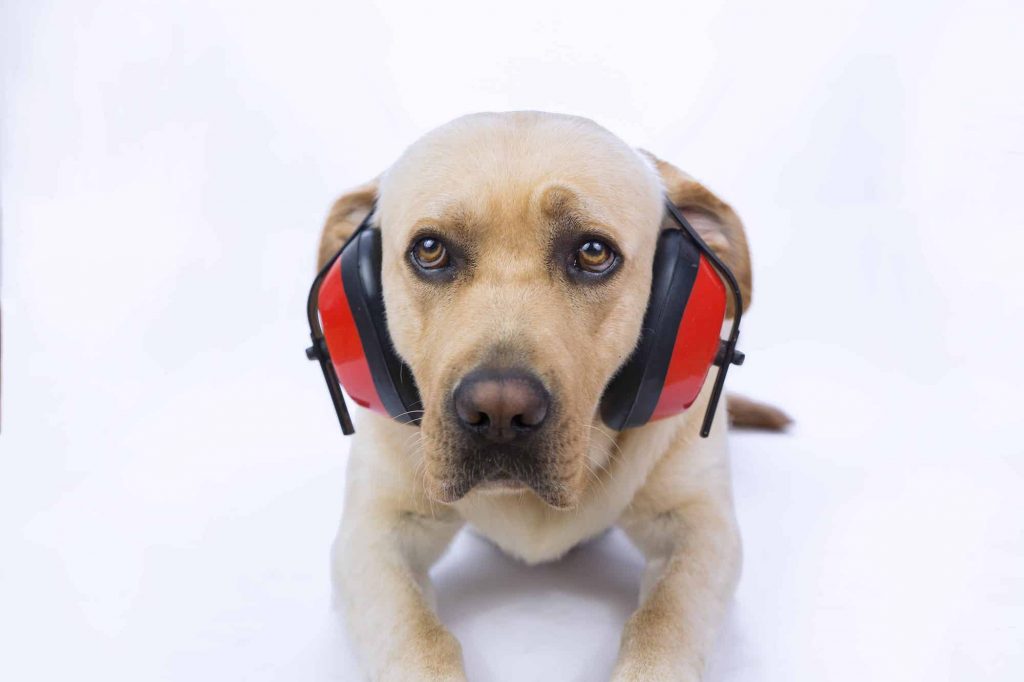 Perro con audífonos- AdobeStock