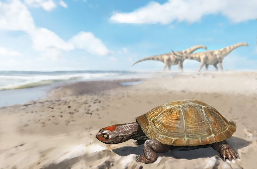 El increíble viaje de la primera tortuga africana que llegó a Europa</br>Hace 95 millones de años