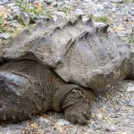Reaparece la tortuga caimán, oculta durante 30 años