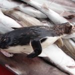 La pesca pone en peligro a uno de los pingüinos más amenazados del mundo