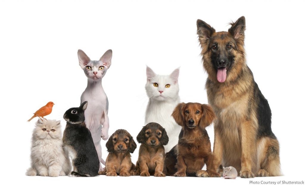 Animales de compañía, mascotas- Shutterstock