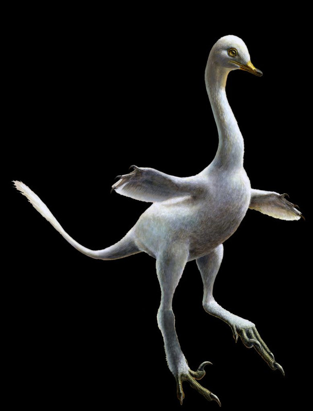 Dinosaurio Halszkaraptor escuilliei, parecido a un pato- Lukas Panzarin