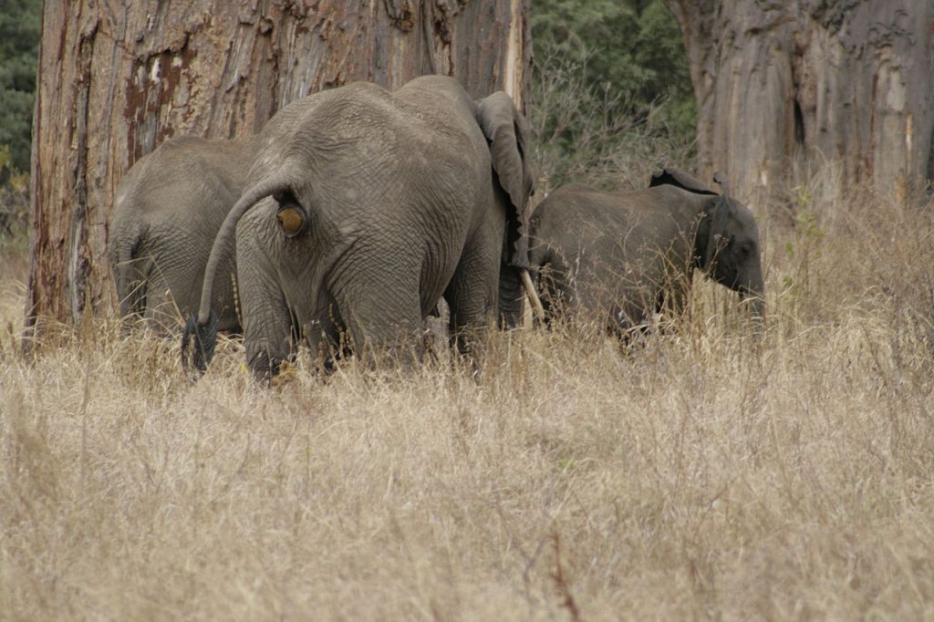 Elefante en defecación