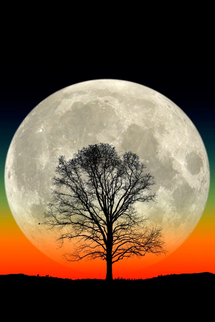 Gran Luna, Gran árbol- Larry Landolfi