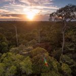Una carretera que puede propiciar la deforestación de la Amazonia boliviana