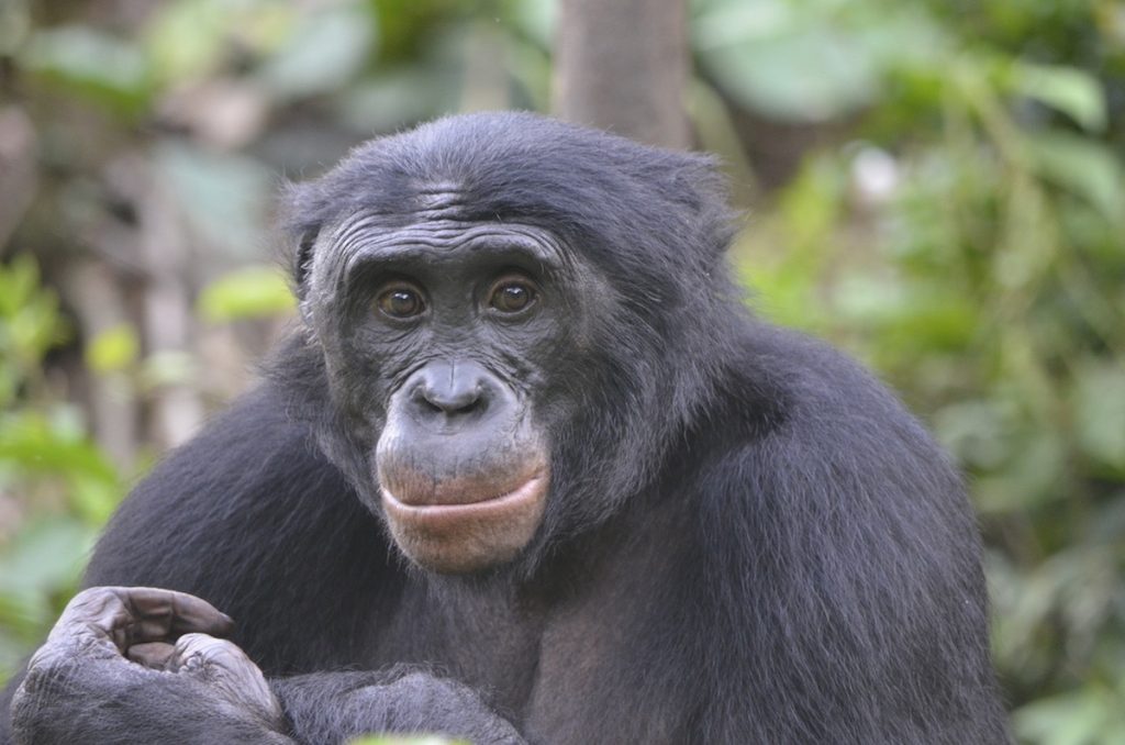 Fizi, un bonobo macho adulto en Lola ya Bonobo, República Democrática del Congo- Christopher Krupenye, Universidad de Duke
