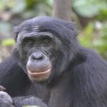 Los bonobos prefieren a un imbécil antes que a un buenazo