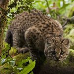La supervivencia del gato güiña chileno, amenazada por la fragmentación de los terrenos
