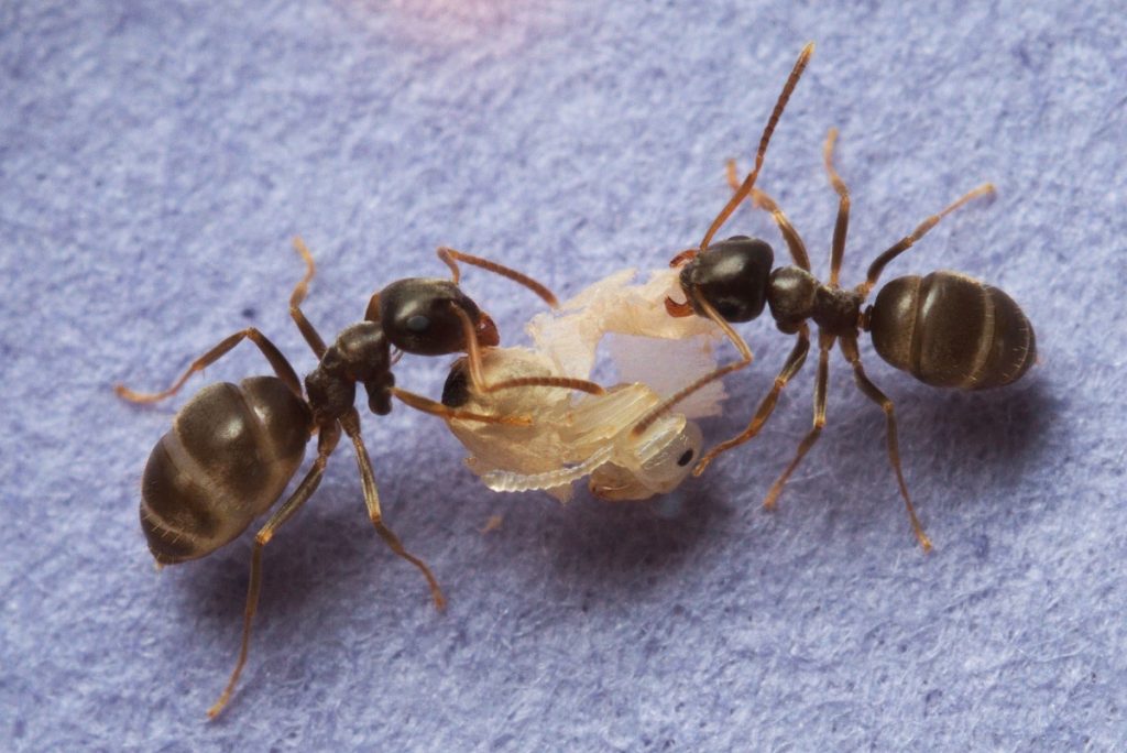 Hormigas destazando a otra afectada por un hongo para acabar con éste- Christopher Pull