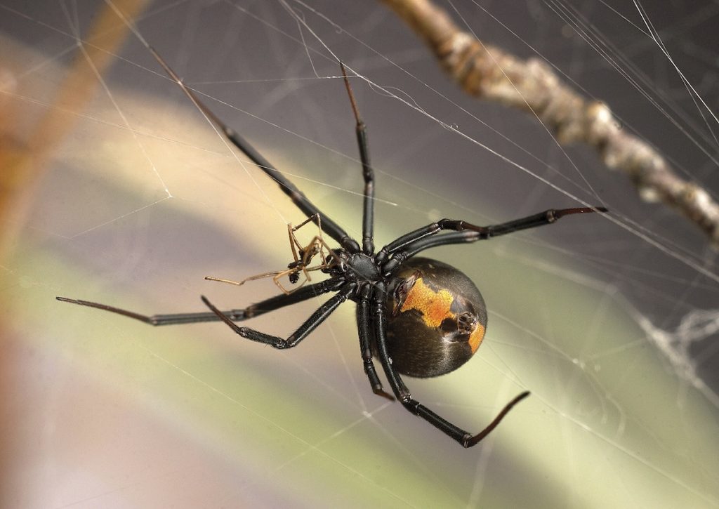 Un macho y una joven hembra (de mayor tamaño) de araña espalda roja durante el coito- U. of T Scarborough