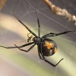 Los machos de arañas espalda roja buscan hembras jóvenes para aparearse y que no se los coman